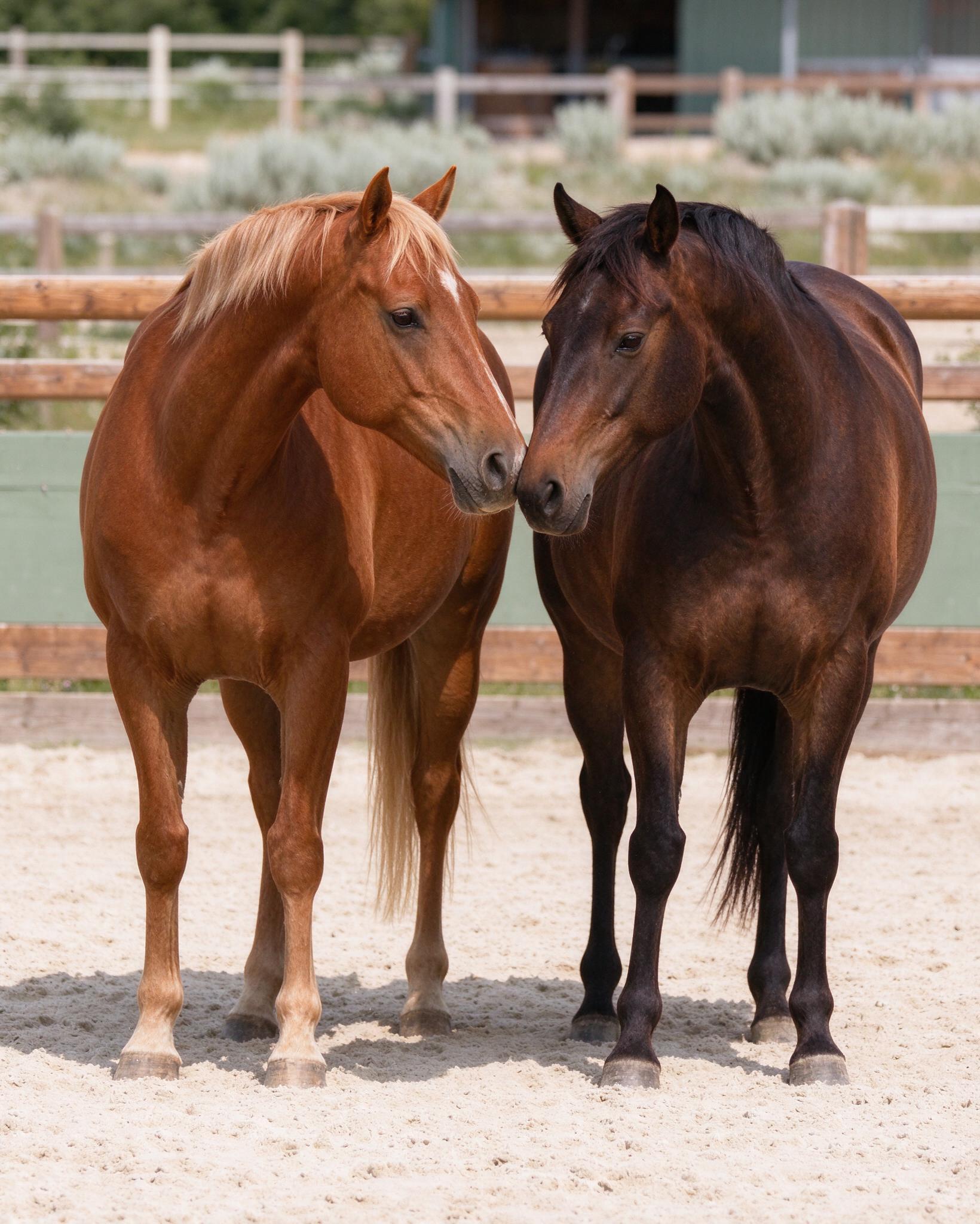 Two horses gently touching noses in an arena