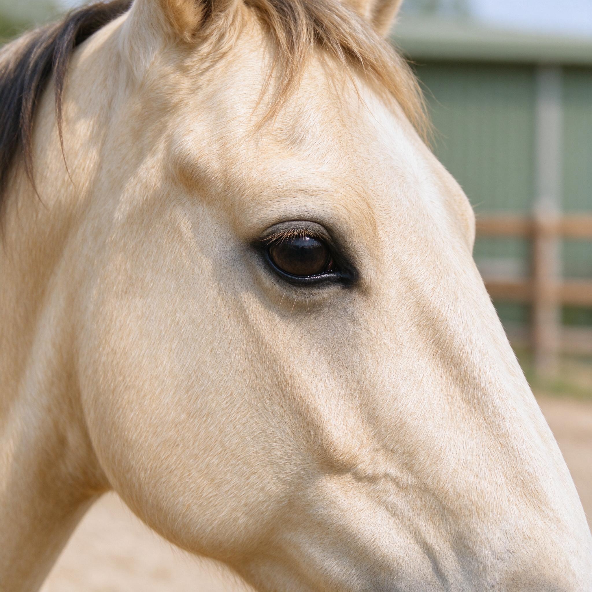Close detail of a calm horse’s eye and coat